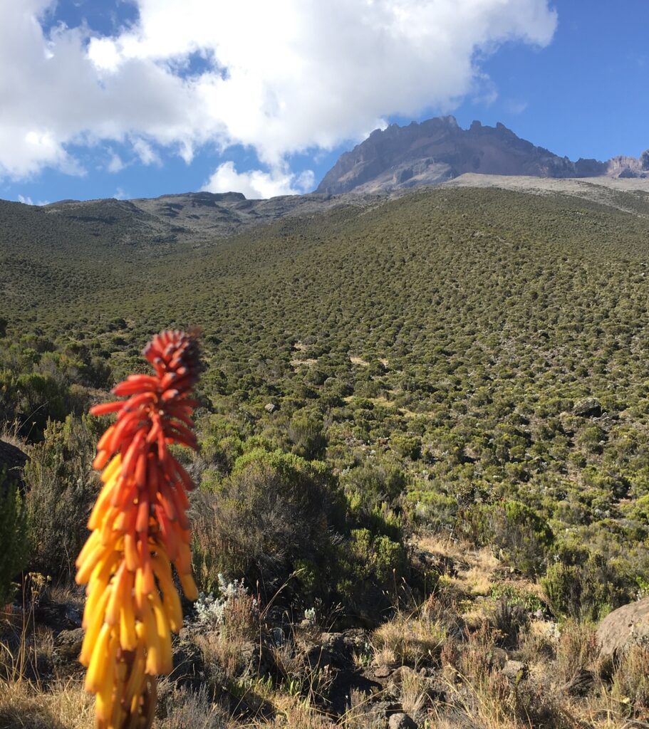 Tankeskridt Kilimanjaro