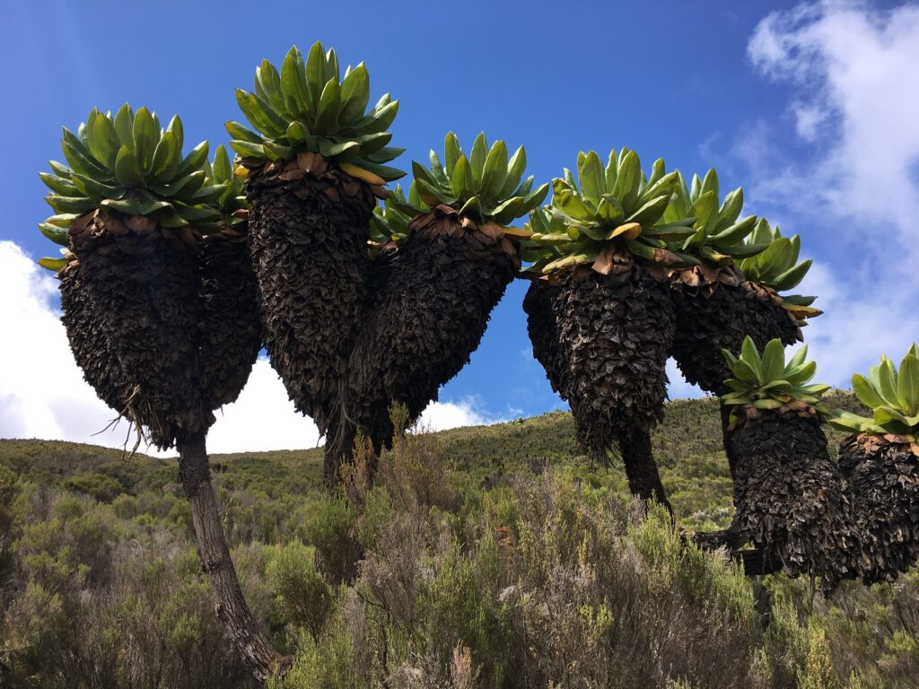 Tankeskridt Kilimanjaro