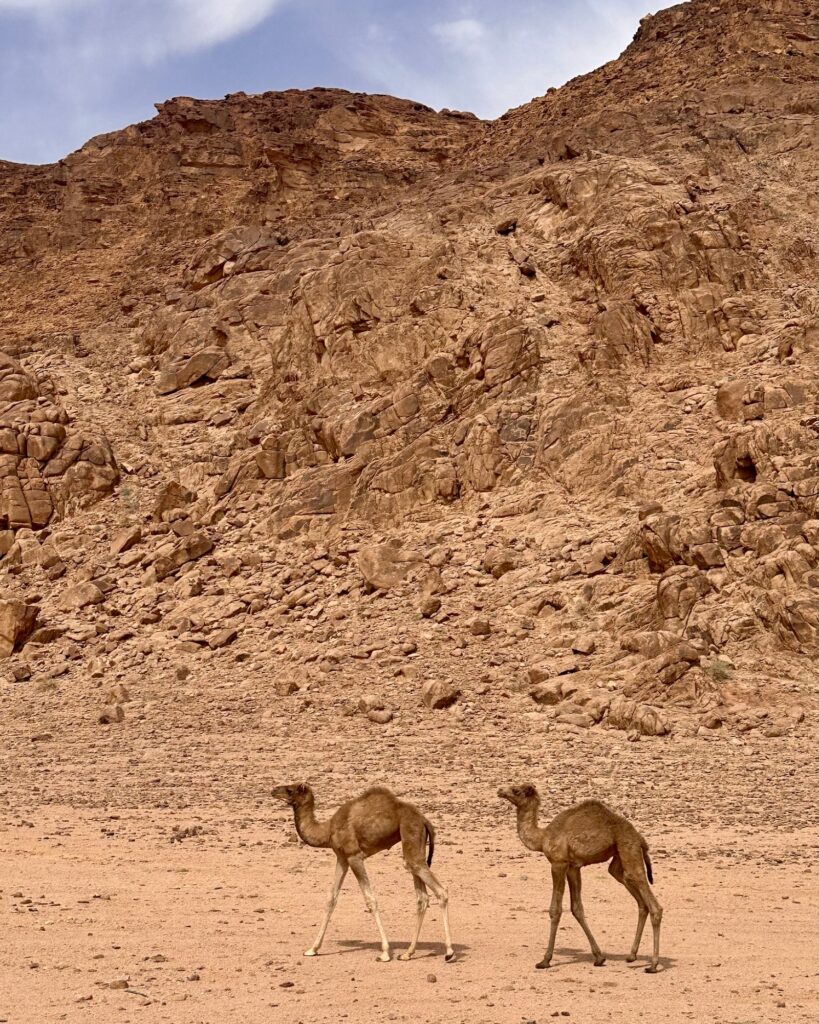 Tankskridt_Jordan Trail_Inge Færch_Wadi Rum_kameler