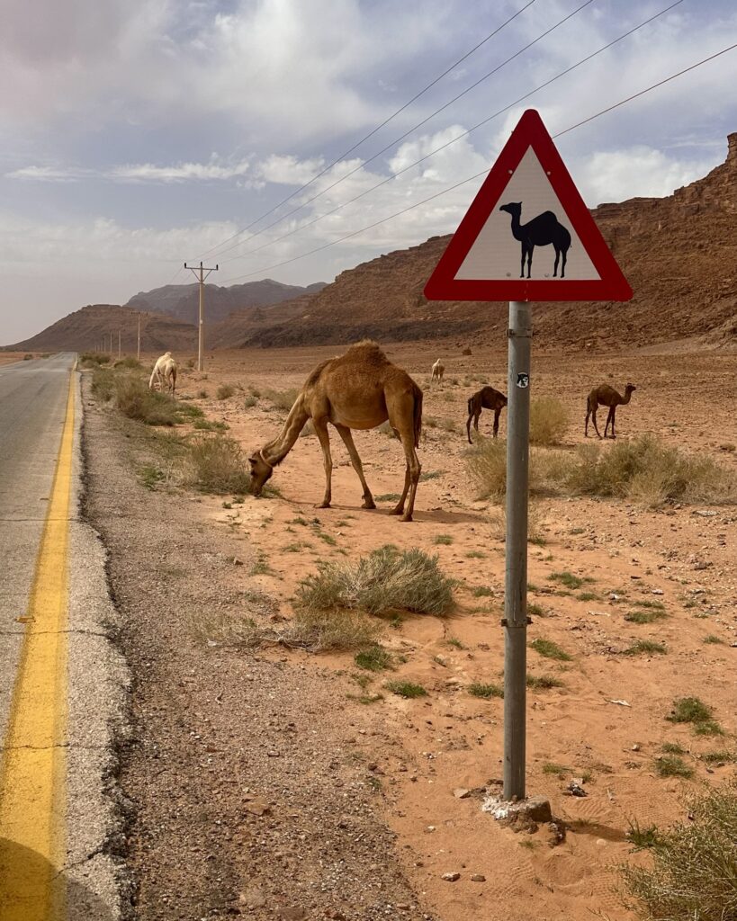 Tankskridt_Jordan Trail_Inge Færch_Wadi Rum_kameler