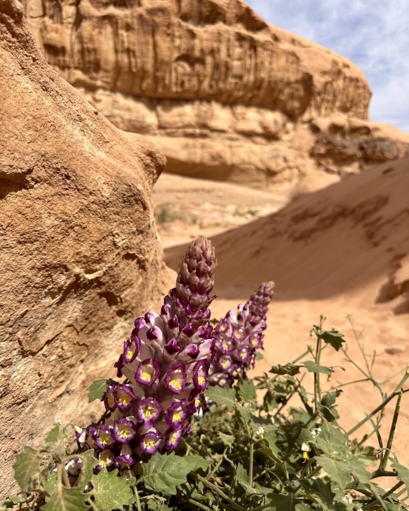 Tankskridt_Jordan Trail_Inge Færch_Wadi Rum_blomster